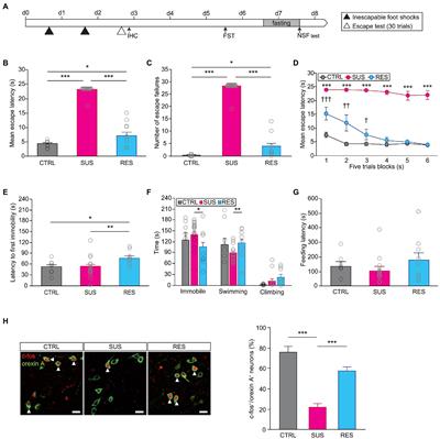 Orexinergic neurons modulate stress coping responses in mice